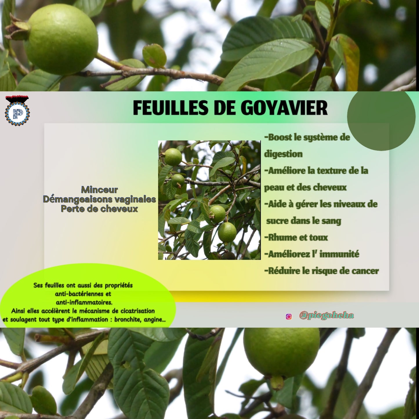 Feuilles de Goyavier
