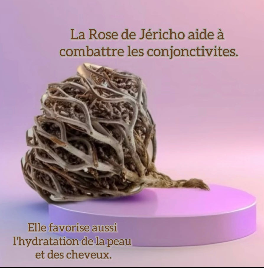 Rose de Jericho : Chajarat Mariam
