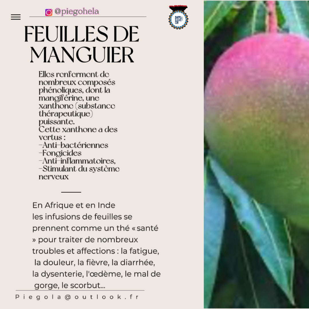 Feuilles de Manguier
