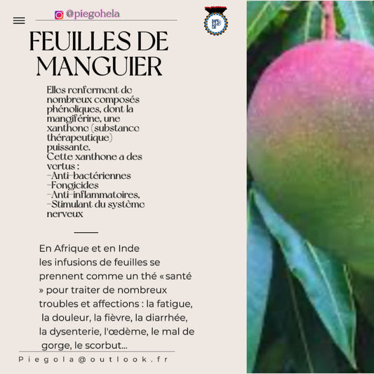 Feuilles de Manguier