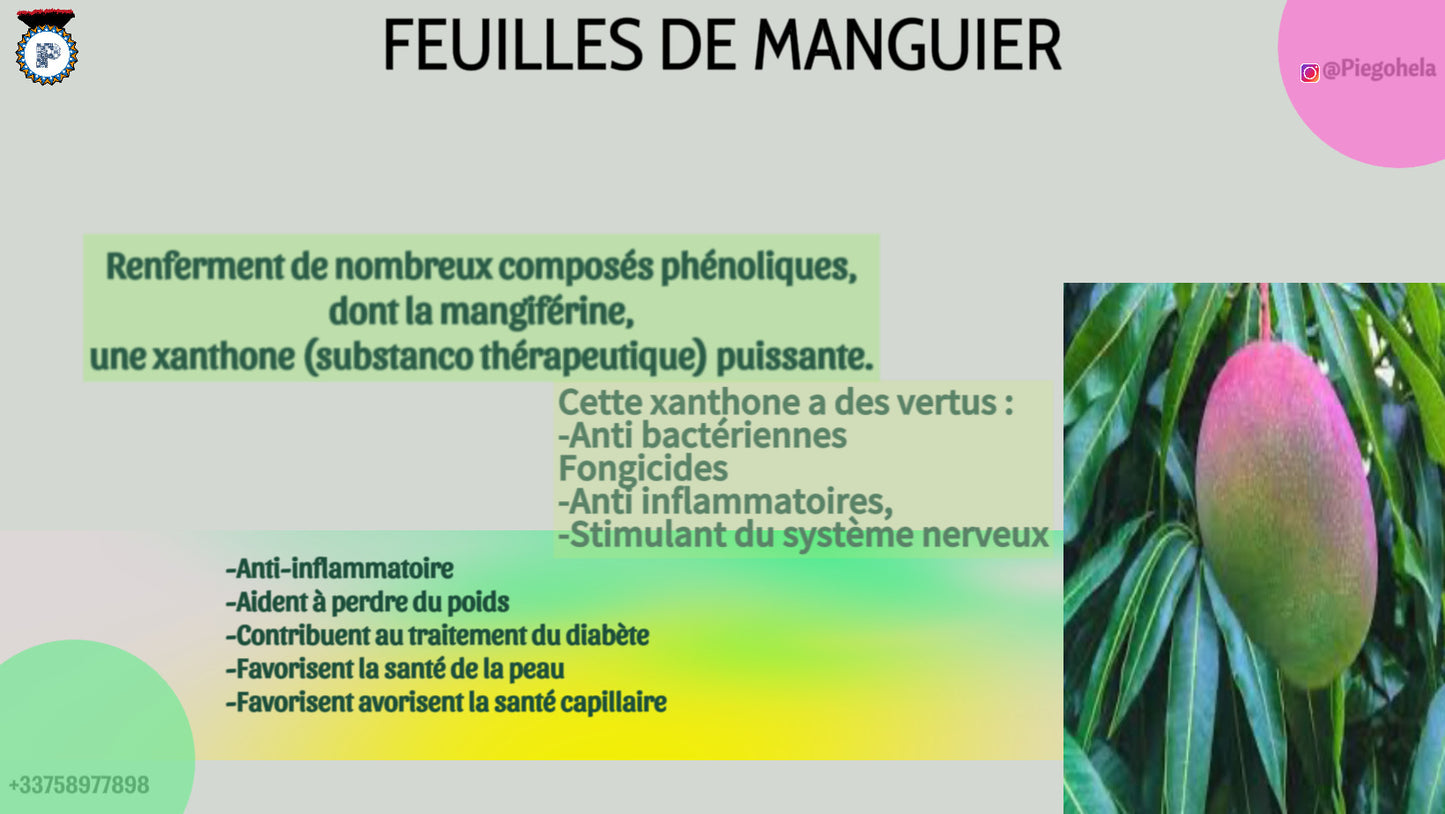 Feuilles de Manguier