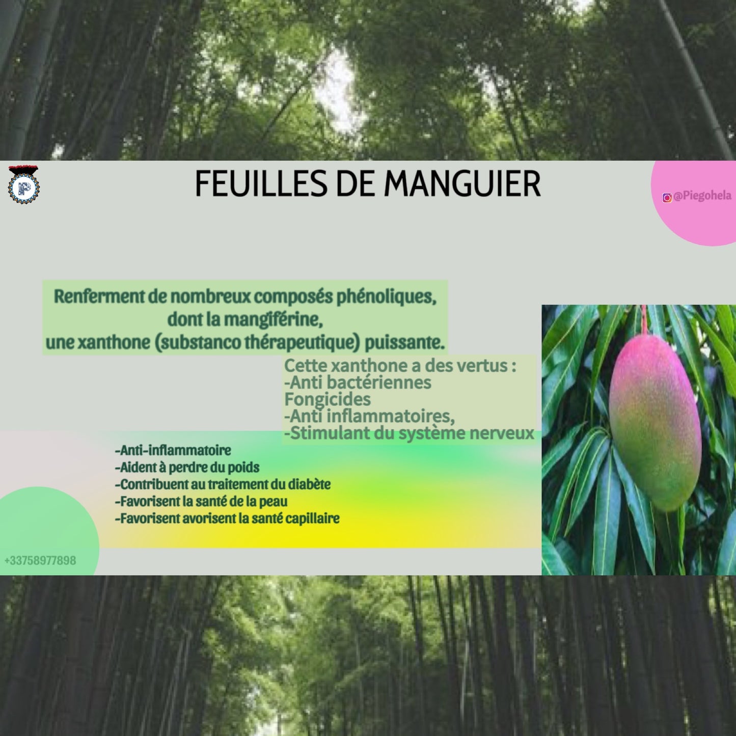 Feuilles de Manguier