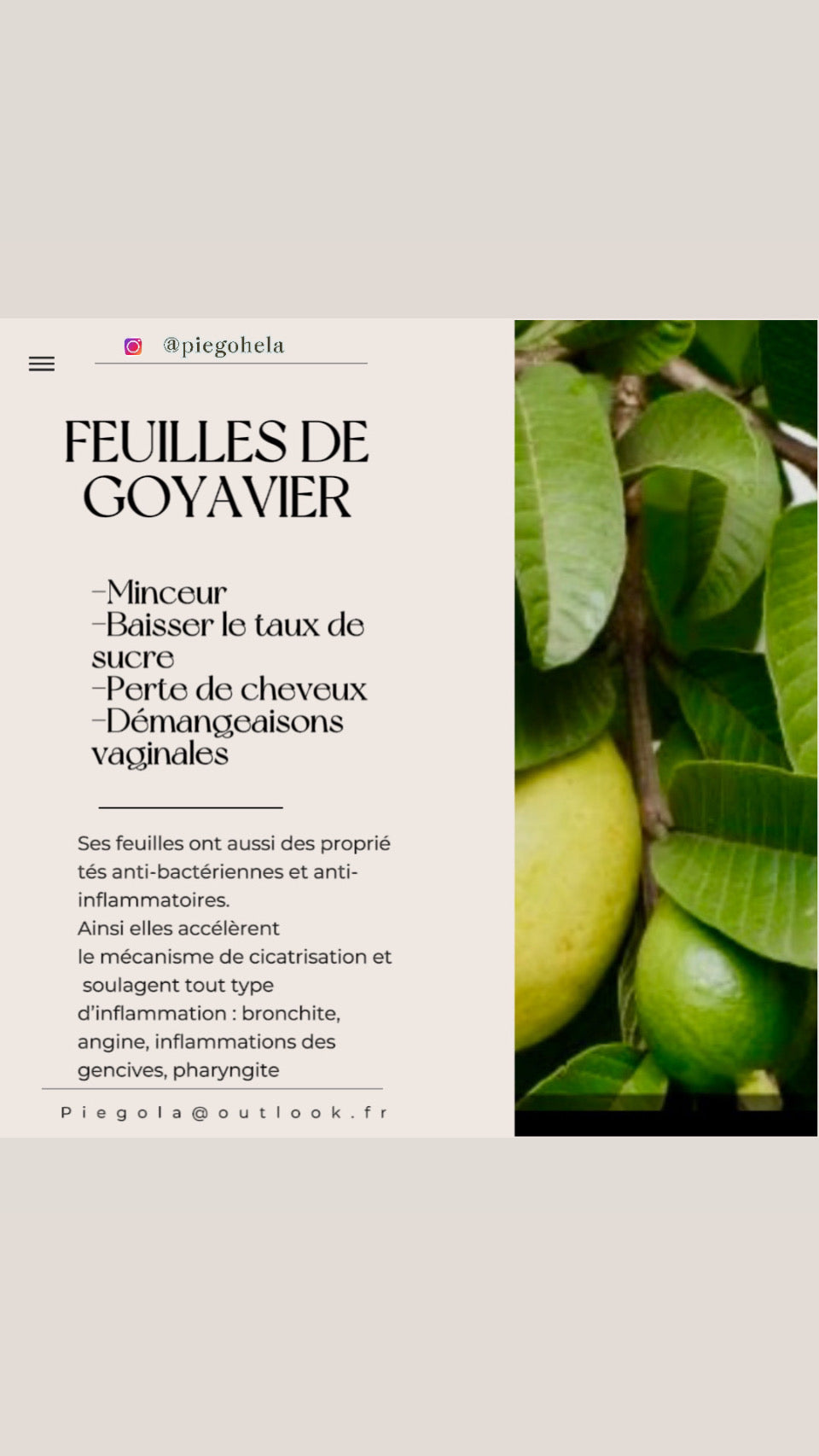 Feuilles de Goyavier