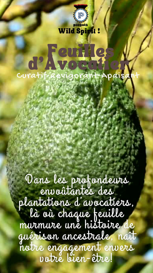 Feuilles d’avocatier