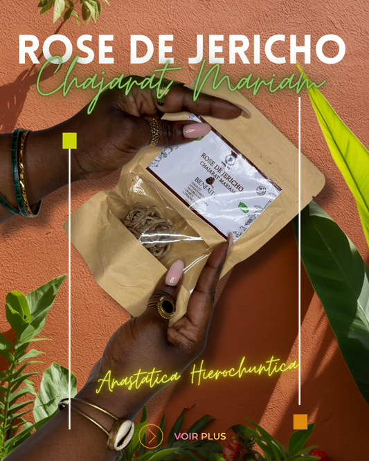 Rose de Jéricho : Chajarat Mariam