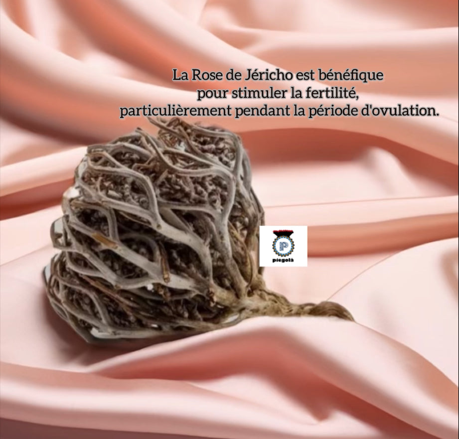 Rose de Jericho : Chajarat Mariam