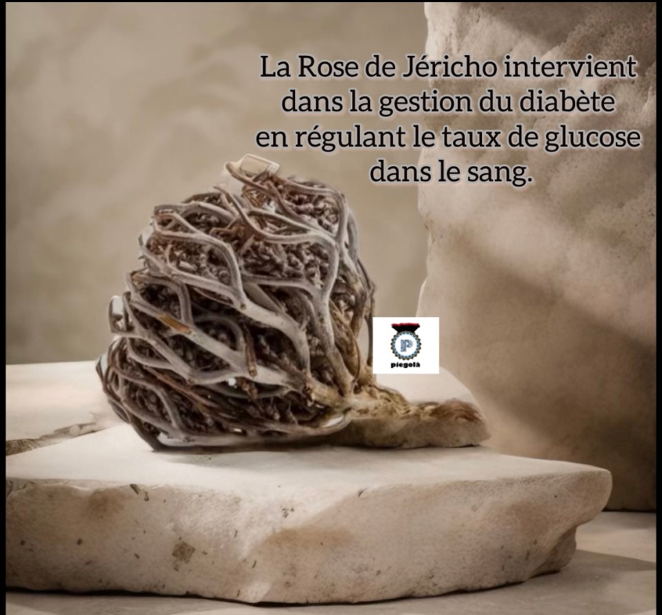 Rose de Jericho : Chajarat Mariam