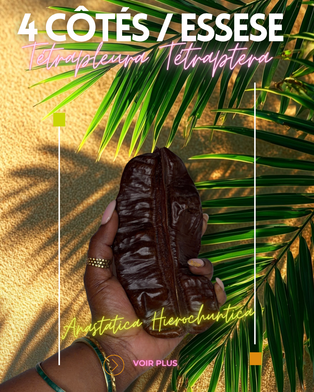 Fruit 4 Côtés (Essessé) :Tetrapleura tetraptera