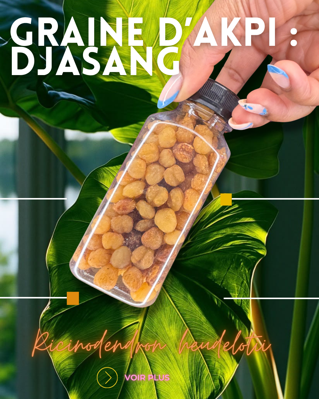 Graine d’ Akpi :Djansang