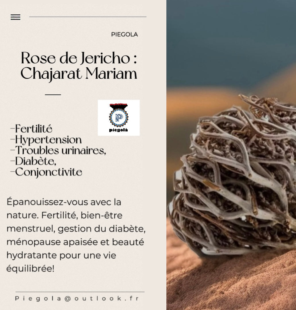 Rose de Jericho : Chajarat Mariam