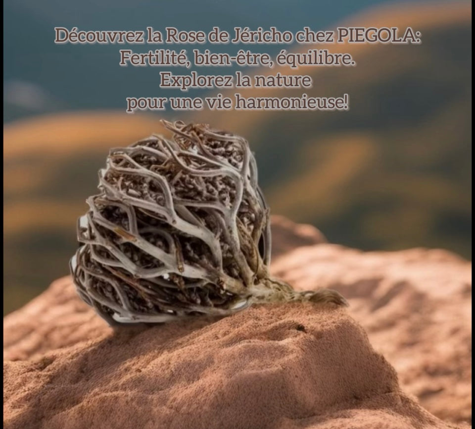 Rose de Jericho : Chajarat Mariam
