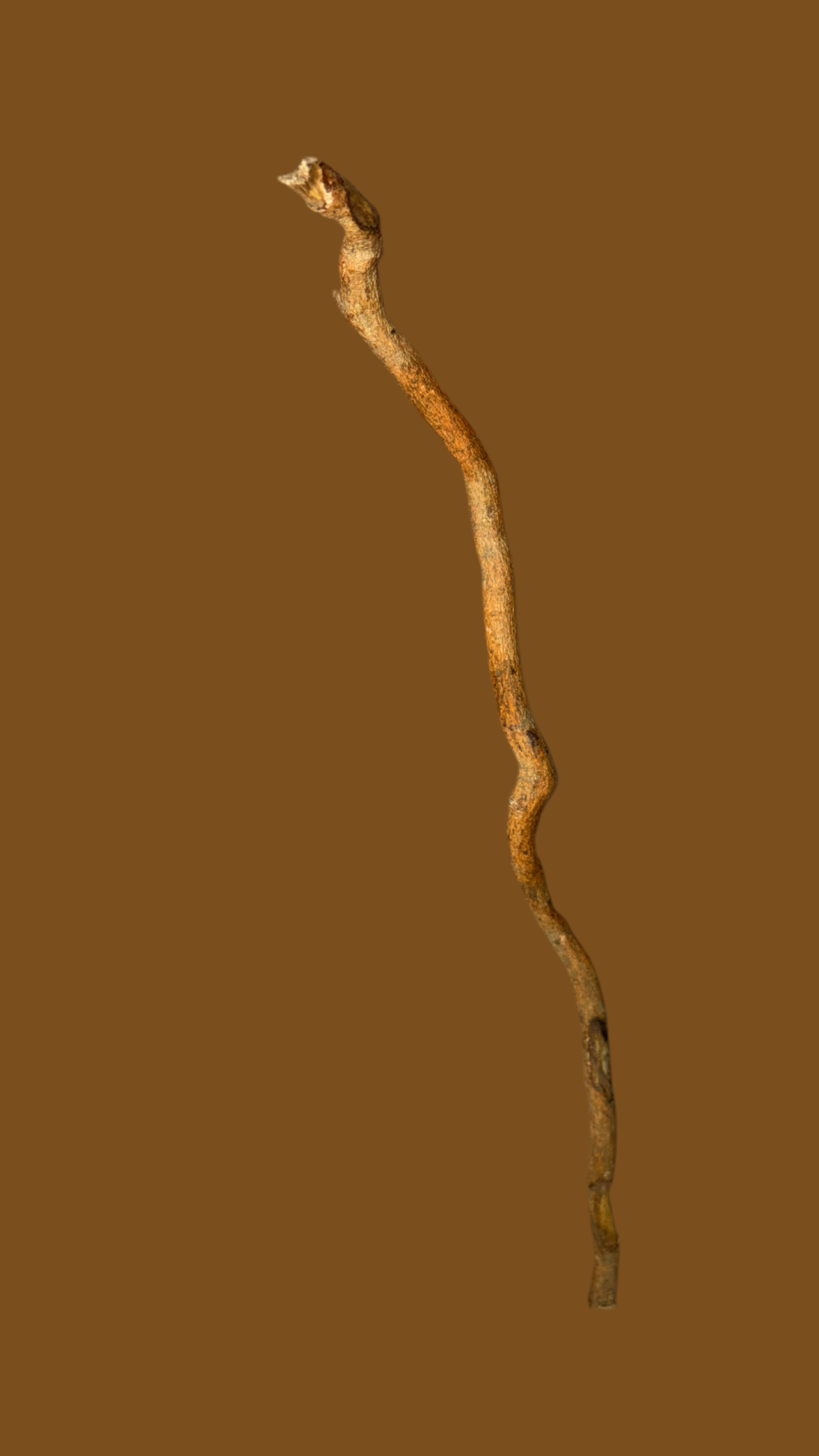 Siwak