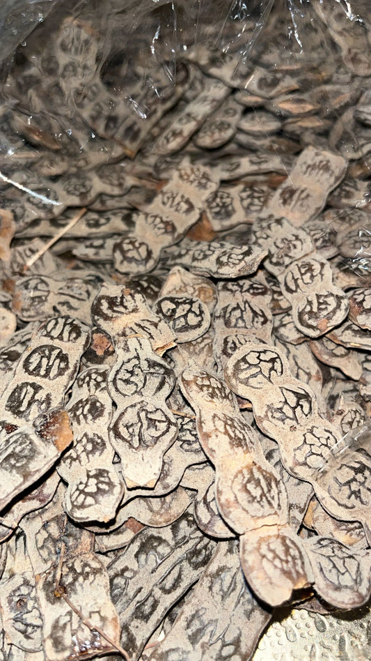 NEP NEP :Graines Acacia nilotica