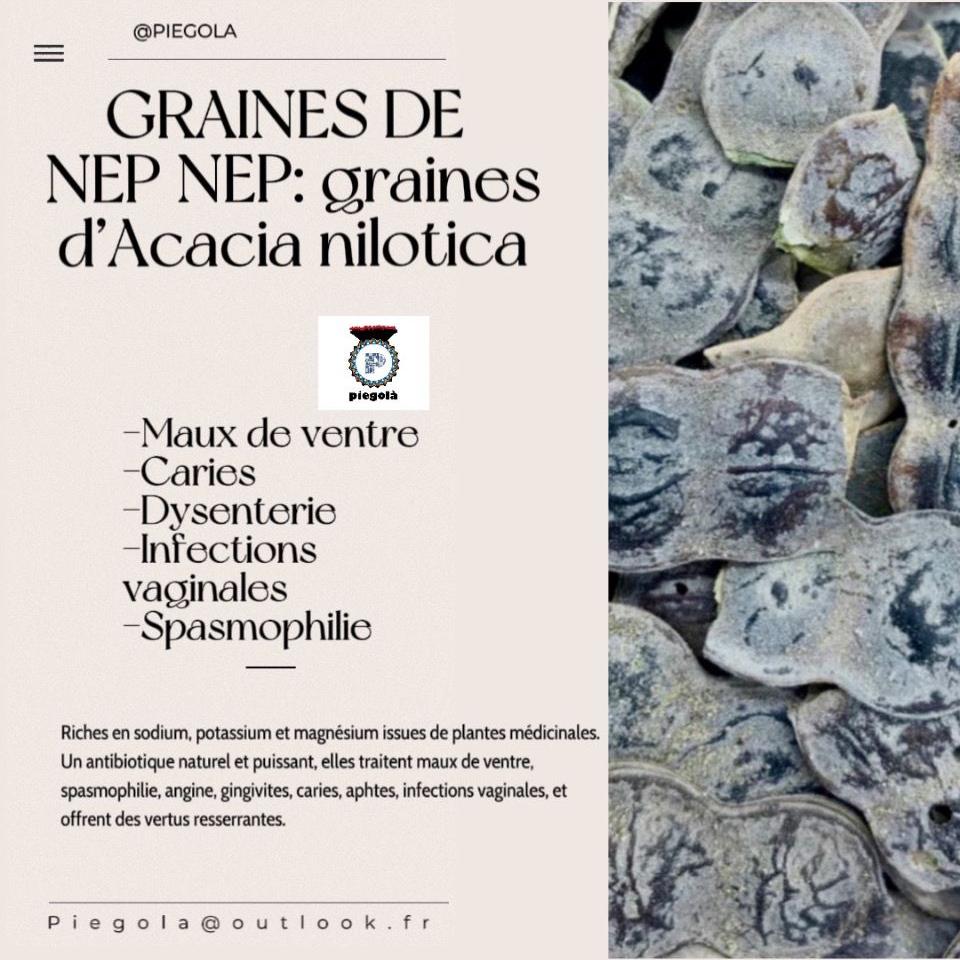 NEP NEP :Graines Acacia nilotica