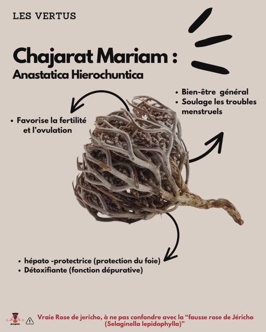 Rose de Jéricho : Chajarat Mariam